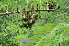 Dichrostachys cinerea